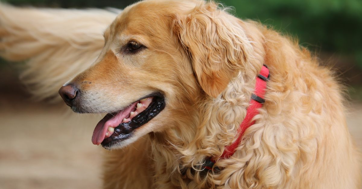 collier anti-aboiement efficace pour contrôler les aboiements excessifs de votre chien en douceur et respect de son bien-être.
