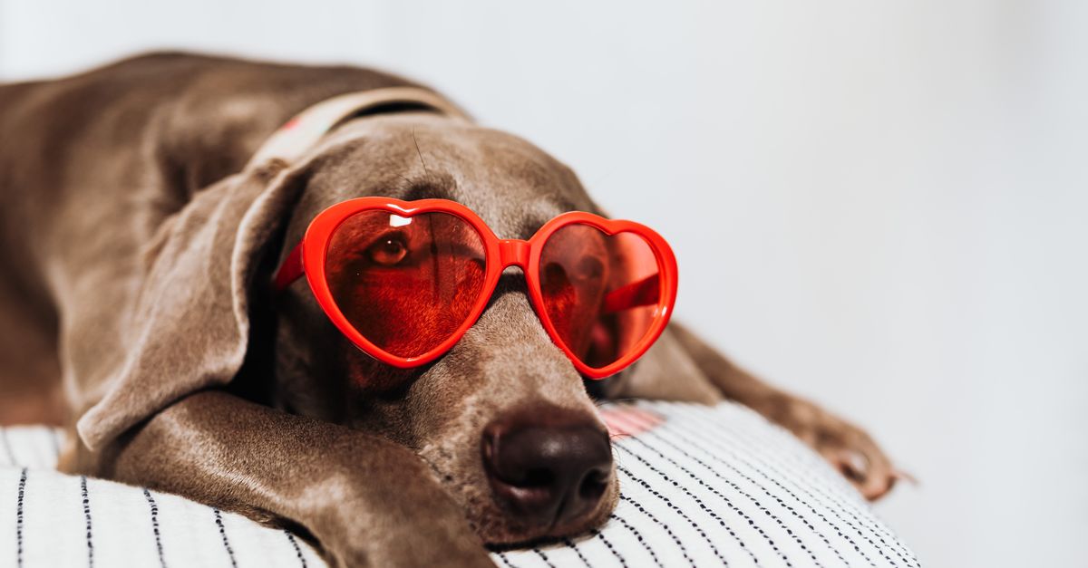 découvrez les meilleurs accessoires pour chiens au meilleur prix. qualité et choix variés pour le confort et le bien-être de votre compagnon à quatre pattes.
