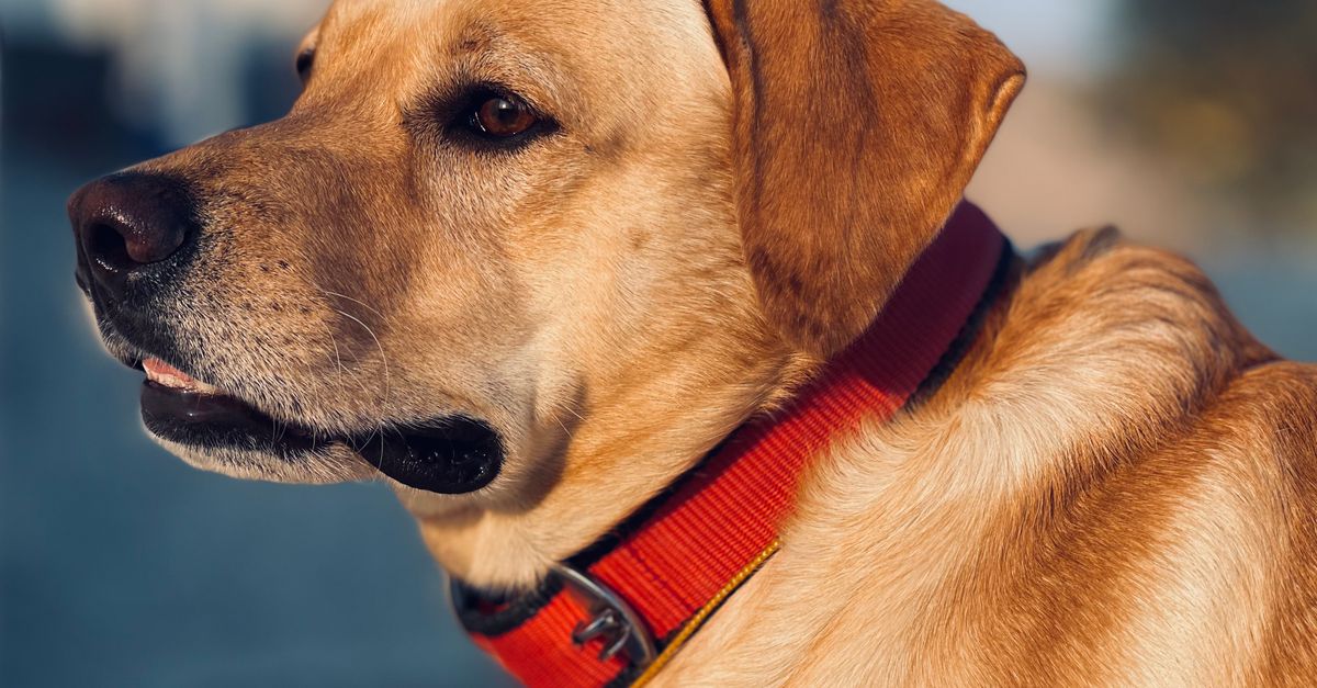 découvrez les meilleurs accessoires pour chiens au meilleur prix : qualité, variété et confort garantis pour votre compagnon fidèle.
