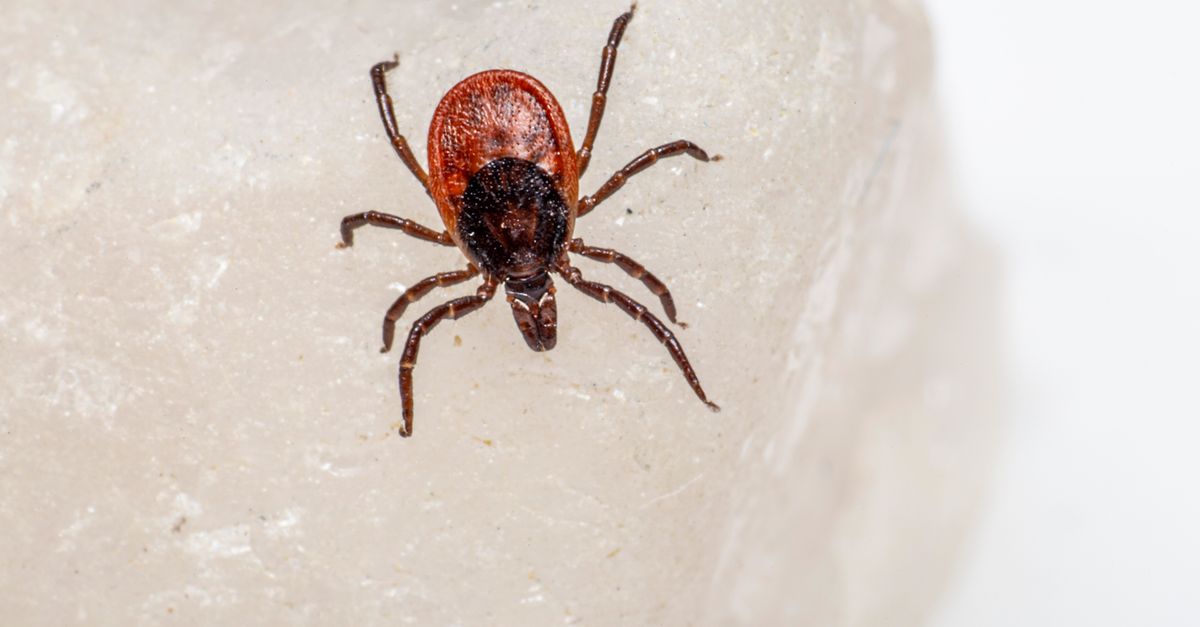découvrez notre gamme de produits anti-parasitaires pour chiens, efficaces contre puces, tiques et autres parasites, pour protéger la santé de votre compagnon.