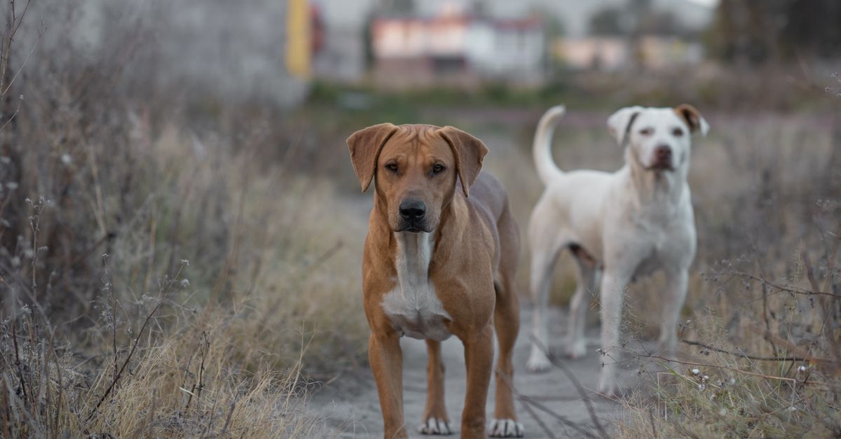 comparaison des croquettes pour chiens : choisissez la meilleure nourriture sèche pour la santé et le bien-être de votre chien.