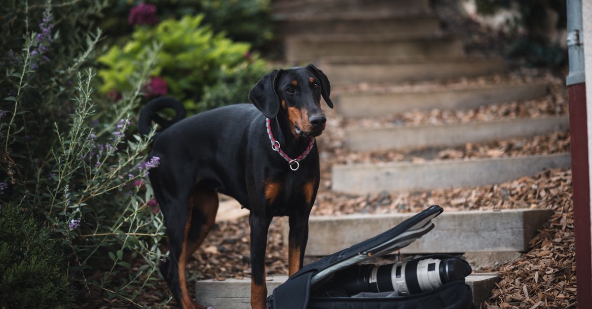 découvrez notre gamme d'équipements pour chiens : colliers, laisses, jouets, et accessoires de qualité pour le confort et la sécurité de votre compagnon.