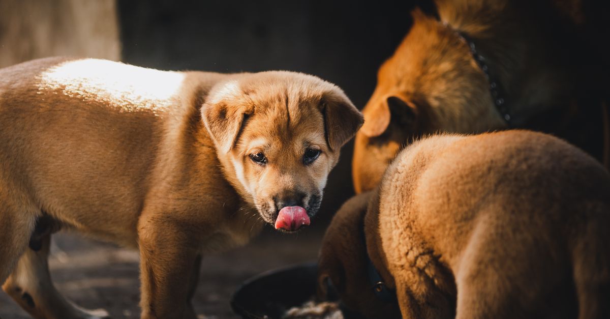 découvrez notre sélection d'aliments pour chiens de haute qualité, équilibrés et adaptés à tous les âges et races pour assurer la santé et le bien-être de votre compagnon fidèle.