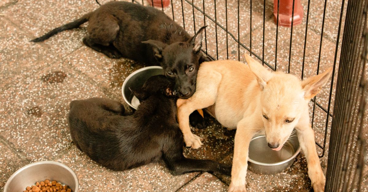 découvrez notre sélection d'aliments pour chiens nutritifs et savoureux, adaptés à tous les âges et toutes les races pour le bien-être de votre compagnon.