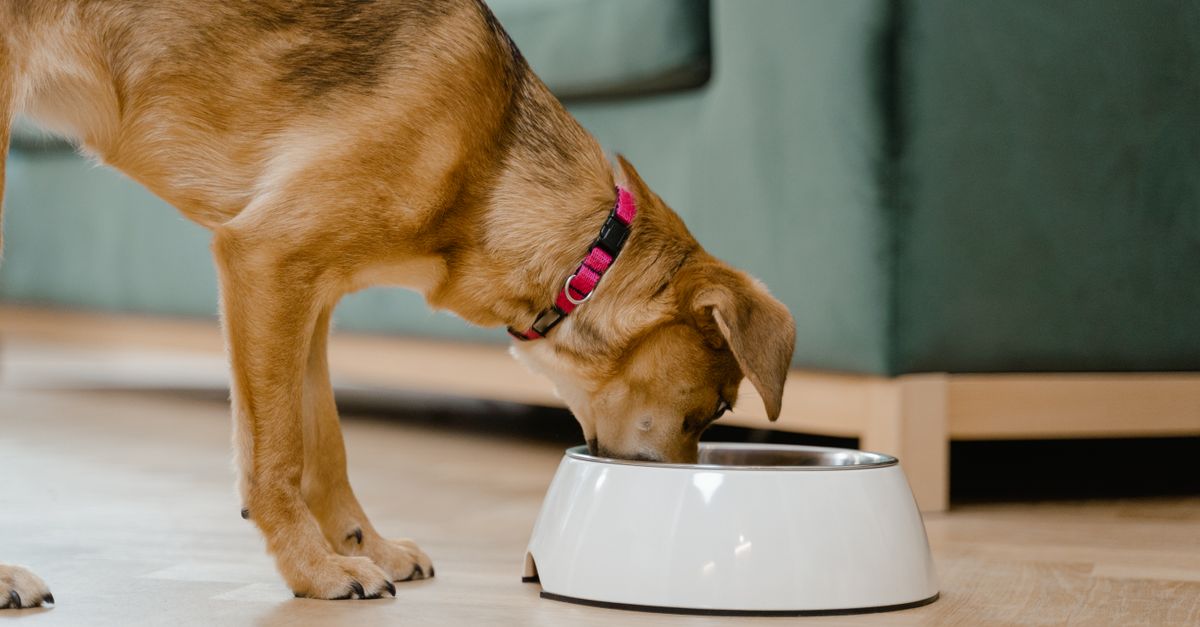 découvrez notre sélection de nourriture pour chiens de qualité, équilibrée et adaptée à toutes les tailles et races pour assurer la santé et le bien-être de votre compagnon.