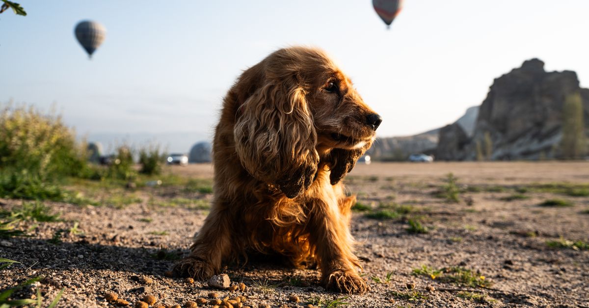 Bosch vs zooplus les meilleures marques pour la niche de votre chien