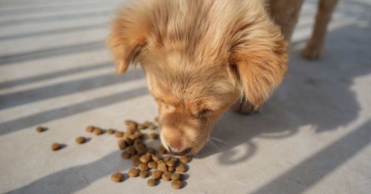 découvrez l'efficacité de la nourriture pour chien et comment choisir les meilleurs aliments pour la santé et le bien-être de votre compagnon à quatre pattes.