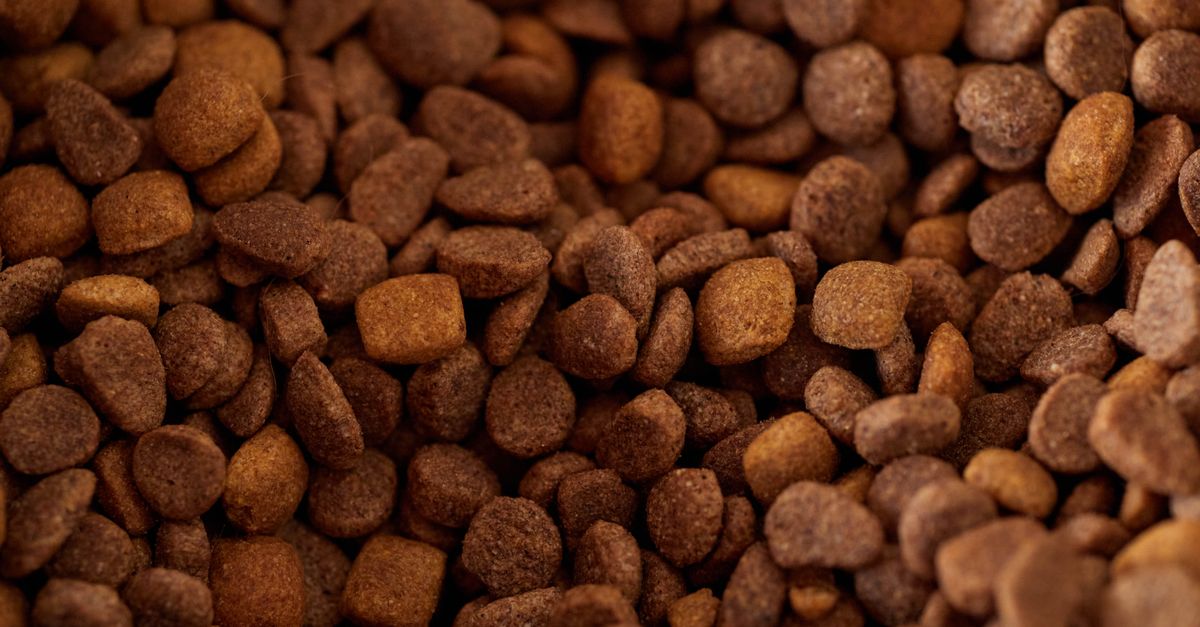 découvrez l'efficacité des aliments pour chiens : nutrition, digestion et bien-être pour votre compagnon à quatre pattes.