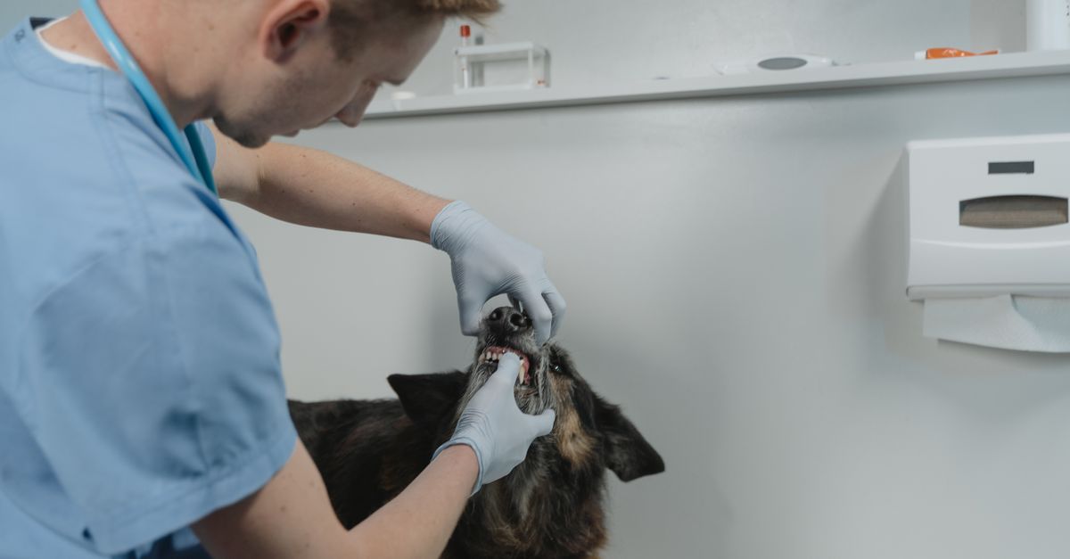 conseils et informations essentiels pour assurer la santé et le bien-être de votre chien au quotidien.