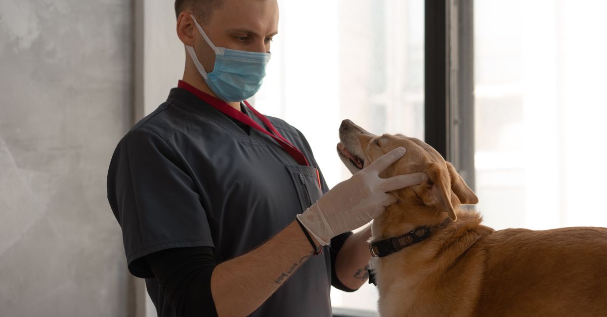 conseils et informations essentiels pour assurer la santé et le bien-être de votre chien au quotidien.