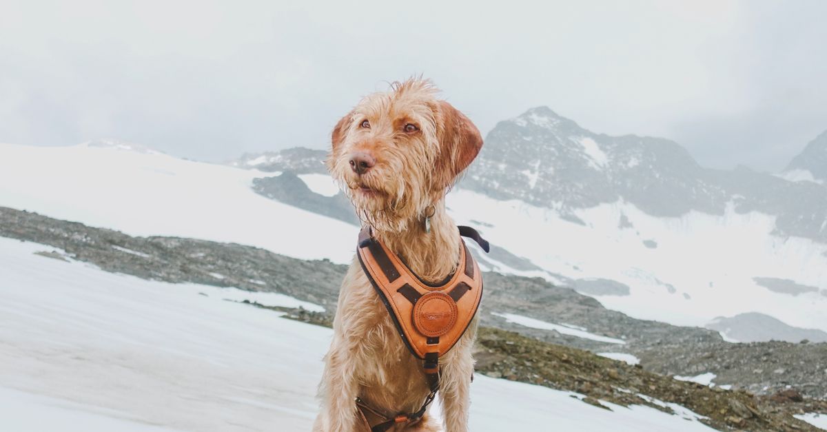 harnais de randonnée pour chiens, conçu pour le confort et la sécurité lors des aventures en plein air avec votre compagnon à quatre pattes.