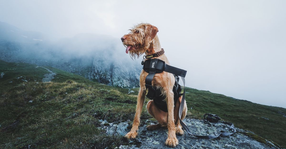 harnais de randonnée pour chien : confort et sécurité lors des balades en plein air. idéal pour les aventures en nature avec votre compagnon à quatre pattes.