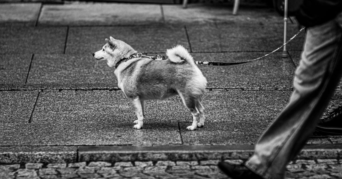 découvrez notre laisse pour chien, conçue pour assurer confort et sécurité lors de vos promenades. parfaite pour tous types de chiens, elle est résistante et facile à utiliser.