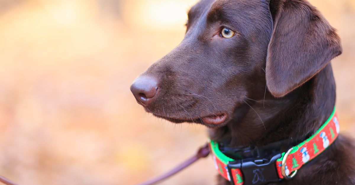 découvrez notre sélection de laisses pour chiens alliant confort, sécurité et style pour vos promenades quotidiennes.