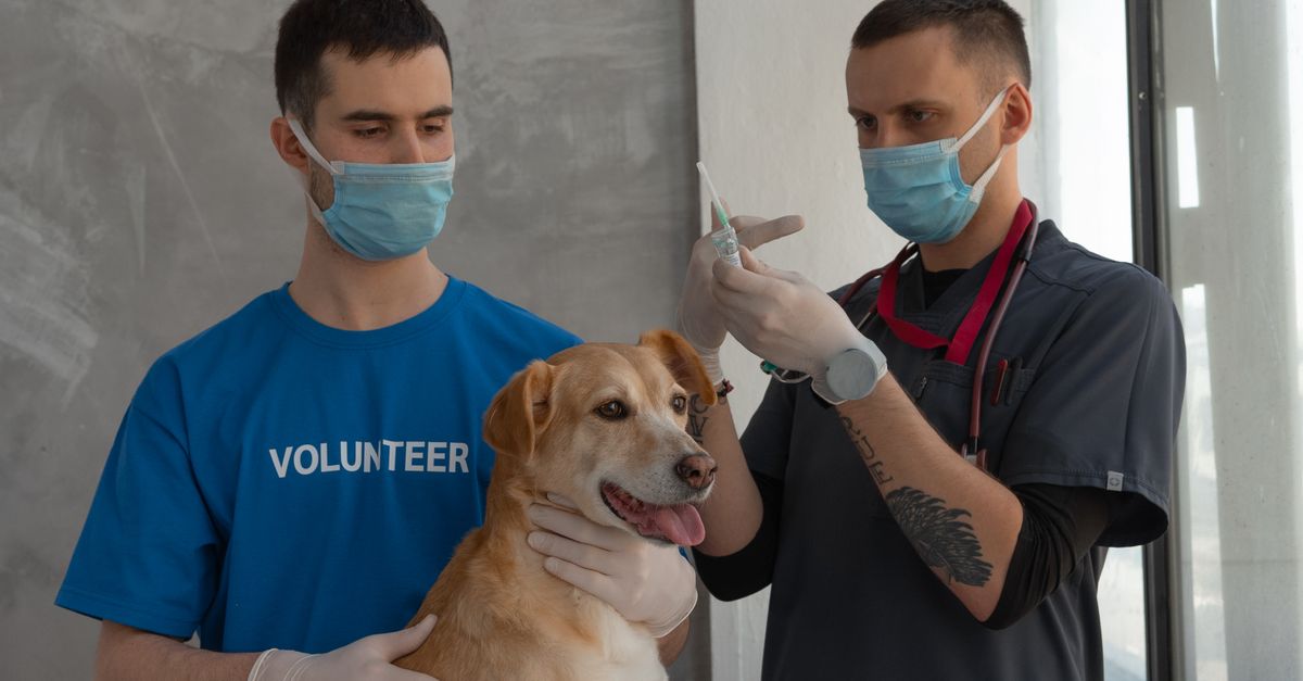 découvrez l'importance des vaccins pour chiens : protégez votre animal contre les maladies grâce à une vaccination adaptée et sûre.