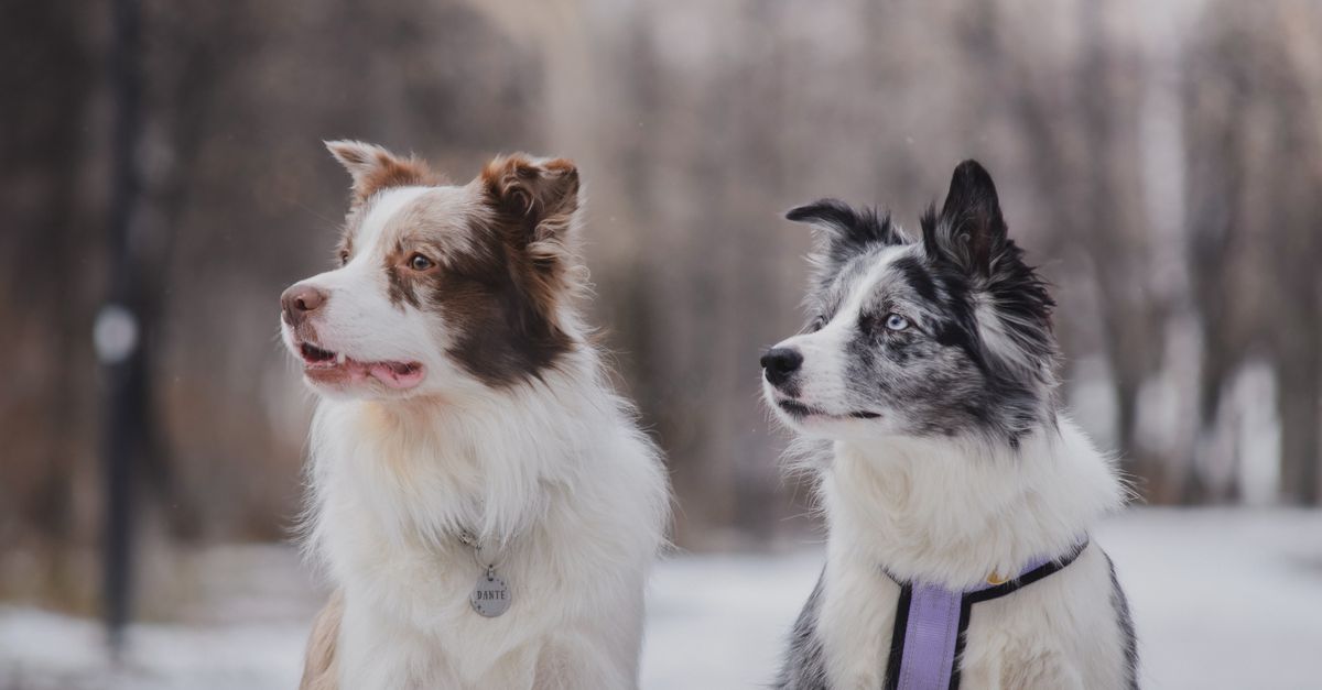 découvrez notre sélection d'accessoires essentiels pour la promenade de votre chien, alliant confort, sécurité et praticité.