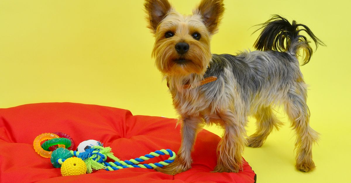 découvrez notre sélection de jouets éducatifs pour chiens, conçus pour stimuler leur intelligence et favoriser leur apprentissage tout en s'amusant.