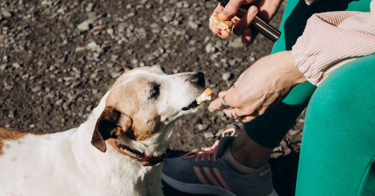 découvrez nos friandises naturelles pour chiens, parfaitement équilibrées et sans additifs chimiques, pour le bonheur et la santé de votre compagnon.