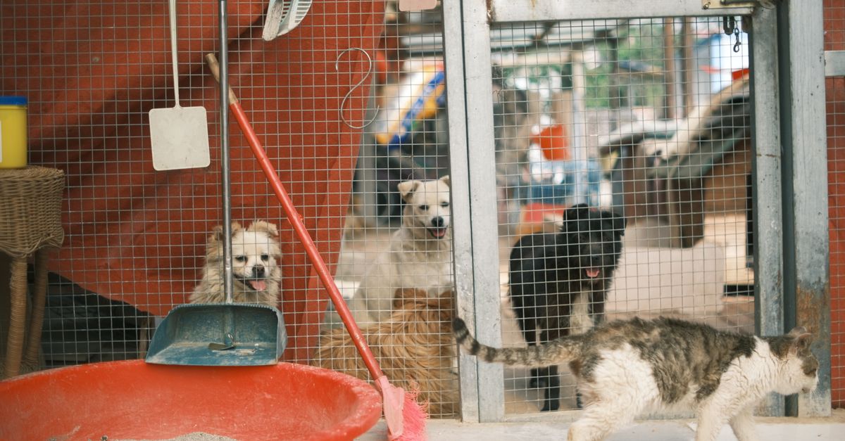 Faire venir son chien ou son chat à Singapour : guide import et quarantaine 2026