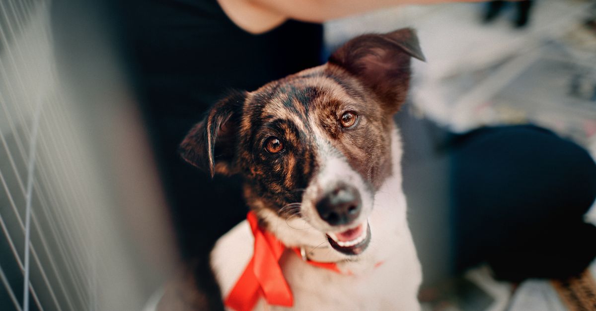 Faire venir son chien ou son chat à Singapour : guide import et quarantaine 2026