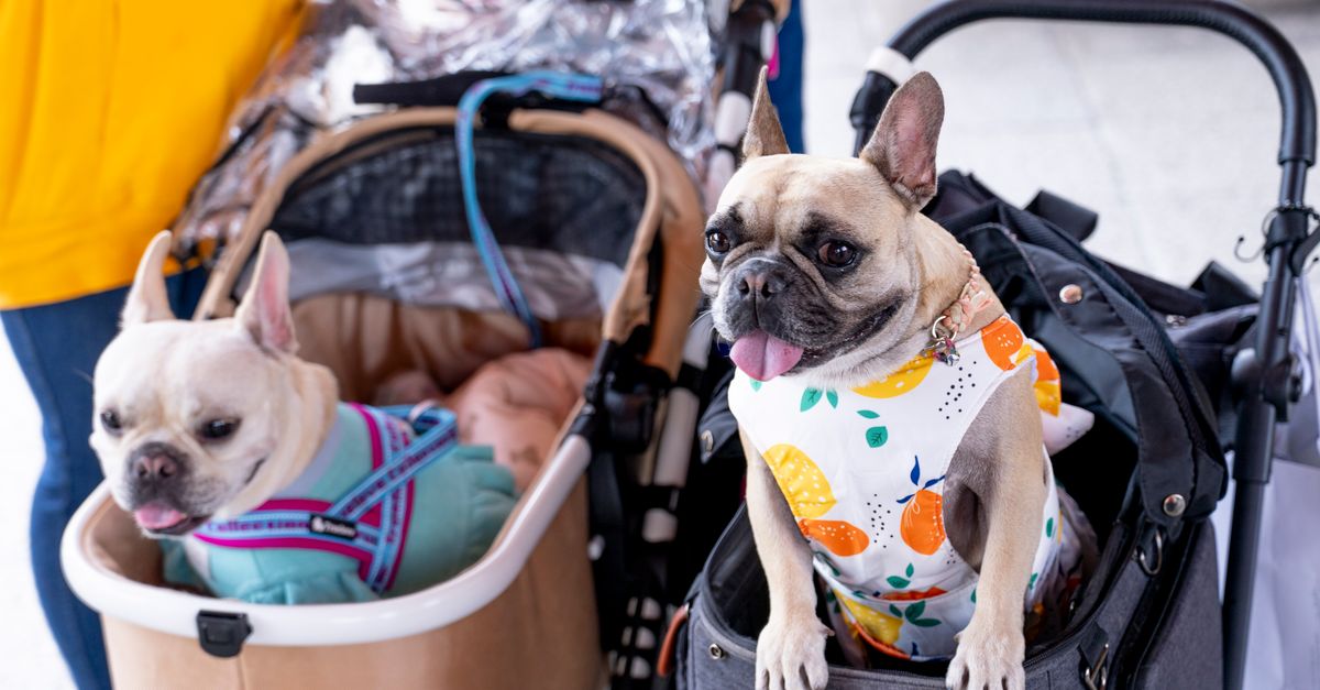 Marché de la garde d’animaux et pet-sitting au japon : tendances et opportunités