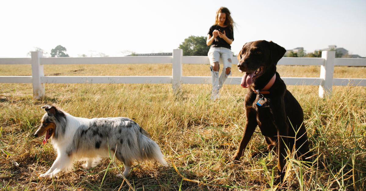 découvrez le marché du pet-sitting à singapour : services, tendances et conseils pour prendre soin de vos animaux de compagnie en toute confiance.