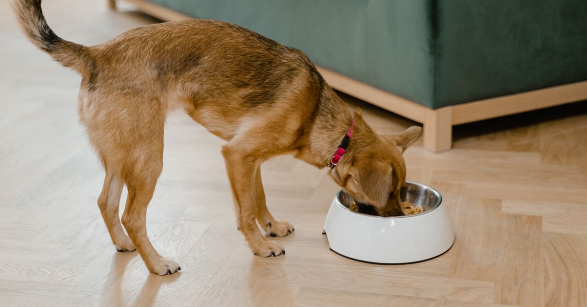 découvrez notre nourriture pour chiens premium, spécialement formulée pour offrir une alimentation saine et équilibrée, avec des ingrédients naturels de haute qualité pour le bien-être optimal de votre compagnon.