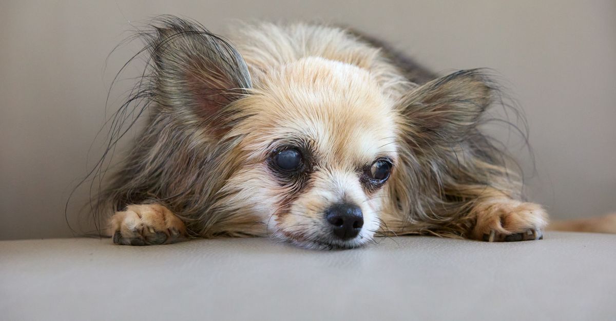 conseils et aliments adaptés pour la nutrition des chiens seniors afin de maintenir leur santé et leur bien-être.