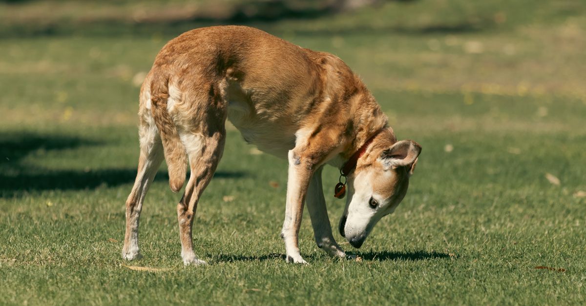découvrez des conseils nutritionnels adaptés pour les chiens seniors afin de maintenir leur santé et vitalité grâce à une alimentation équilibrée.