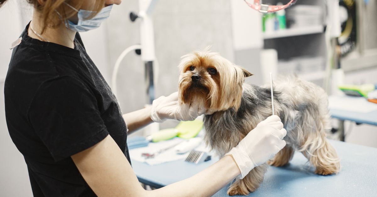 découvrez les meilleures marques de soins vétérinaires offrant des produits fiables et innovants pour la santé et le bien-être de vos animaux.