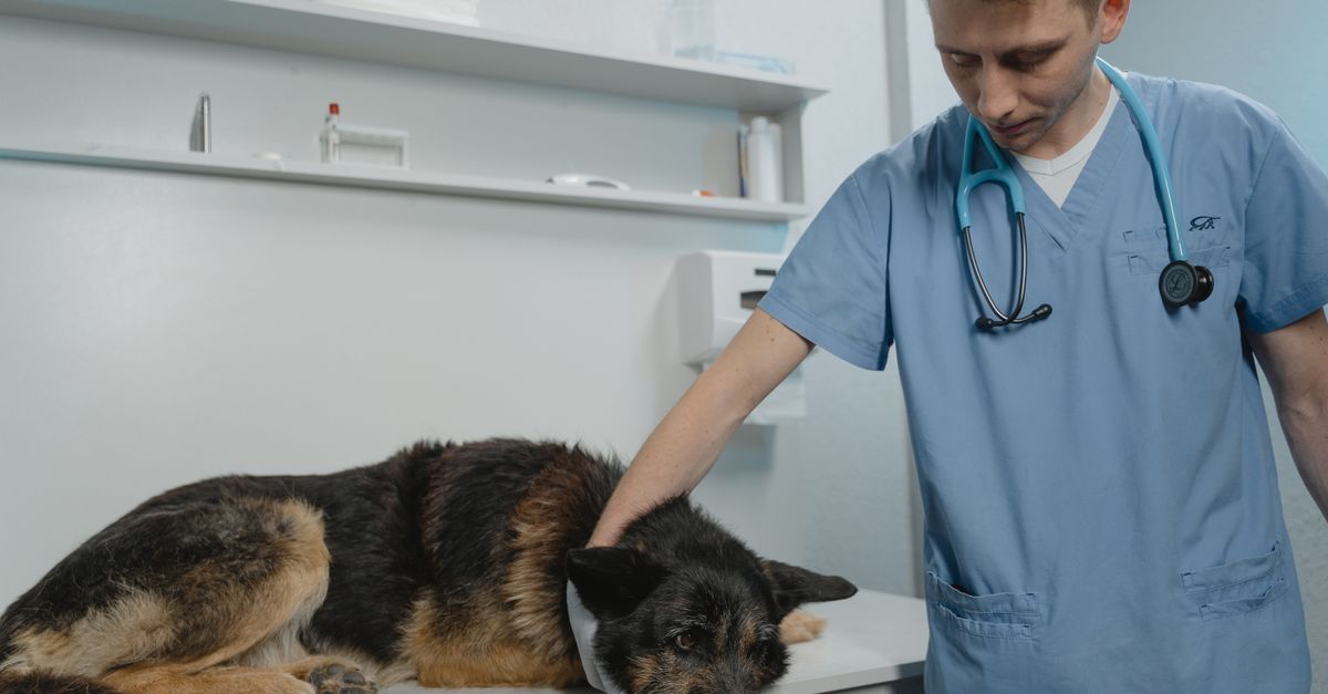 trouvez les meilleures cliniques vétérinaires près de chez vous pour des soins attentifs et professionnels à vos animaux de compagnie.