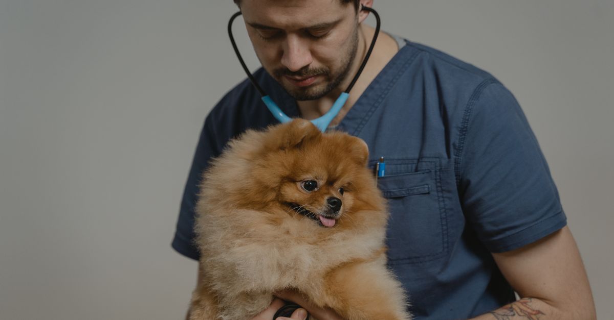 trouvez les meilleures cliniques vétérinaires en malaisie offrant des soins experts pour vos animaux de compagnie. services de qualité et vétérinaires expérimentés près de chez vous.