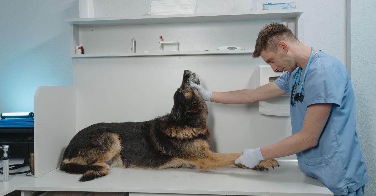 Cliniques vétérinaires en Malaisie : comment assurer la santé animale efficacement