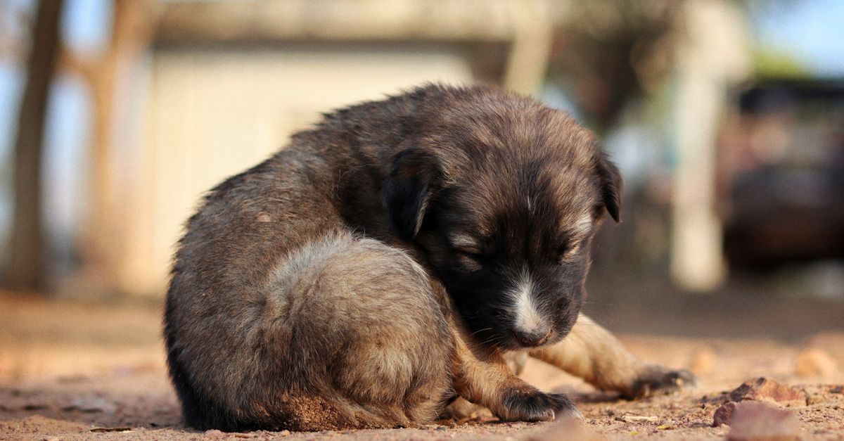 découvrez les solutions antiparasitaires innovantes pour chiens en 2026, garantissant protection efficace et bien-être optimal pour votre compagnon à quatre pattes.