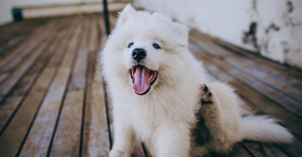 Virbac vs zoetis quelles solutions antiparasitaires pour chien en 2026