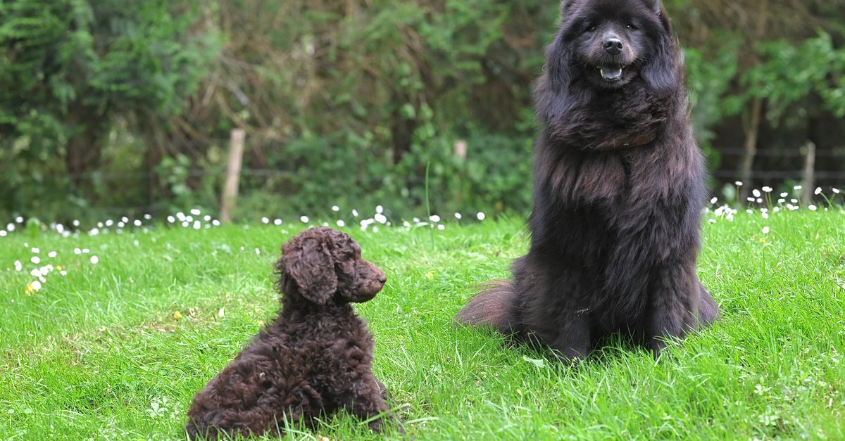 Eukanuba vs acana croquettes pour chien sportif à comparer