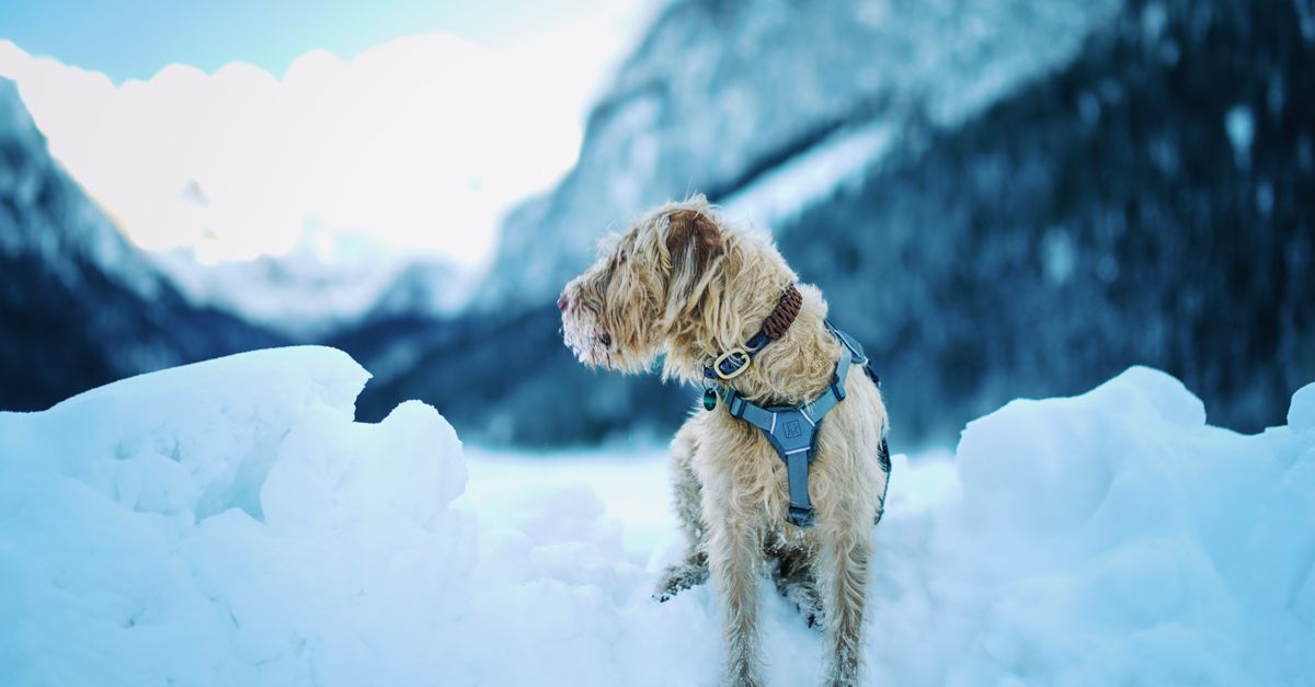 Flexi vs hunter laisse ou harnais : que choisir pour le chien citadin