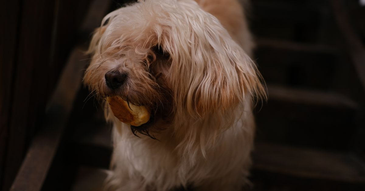 découvrez des conseils et des aliments adaptés pour lutter contre l'obésité chez le chien et maintenir sa santé optimale.