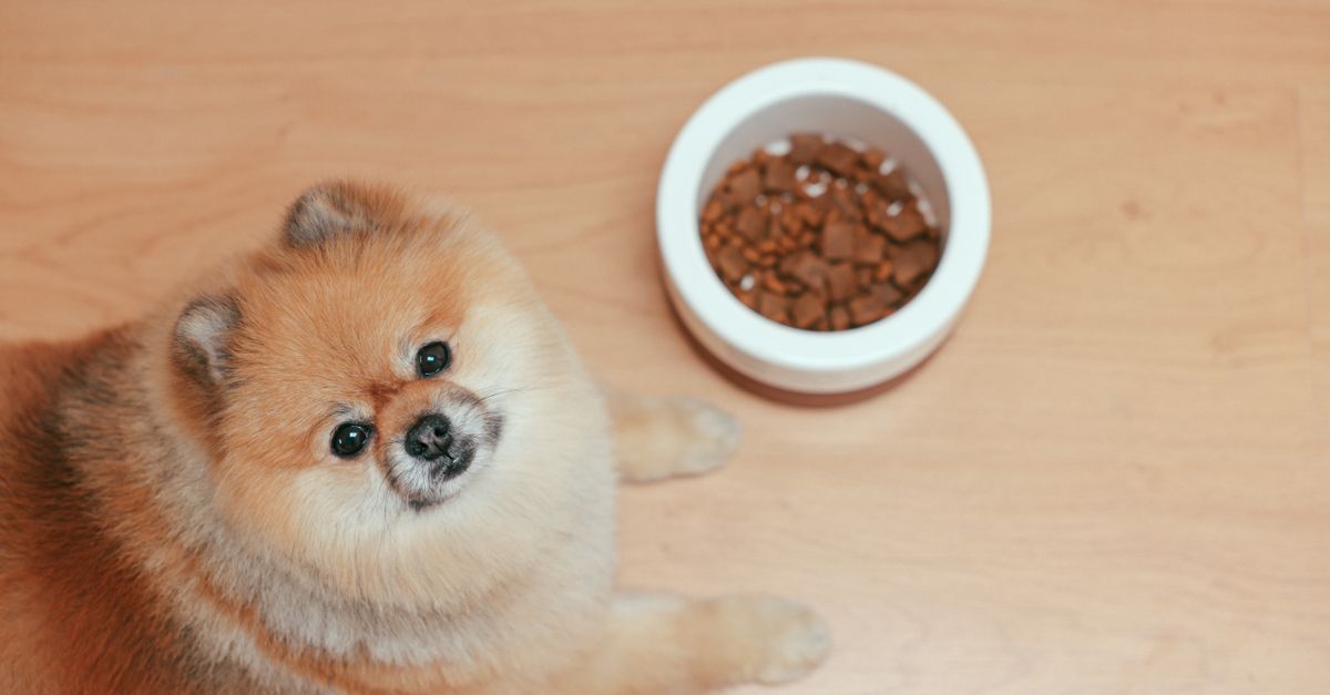 Purina vs royal canin alimentation spécifique pour chien obèse