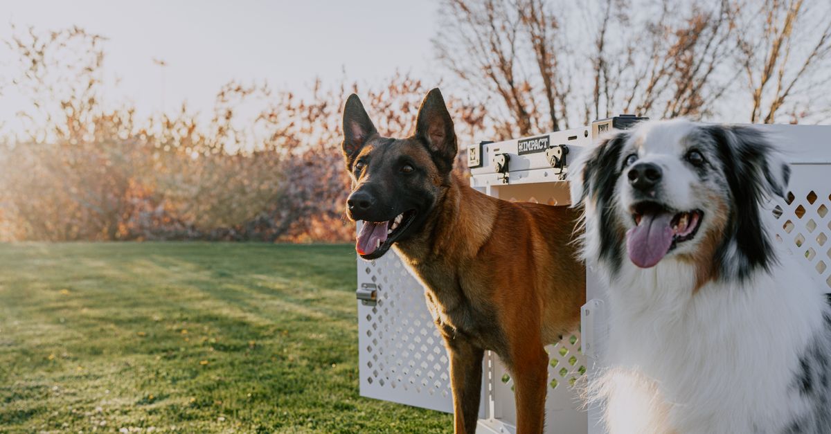 équipements de sécurité pour chiens : découvrez notre sélection d'accessoires indispensables pour protéger votre animal lors de vos sorties et garantir son bien-être.