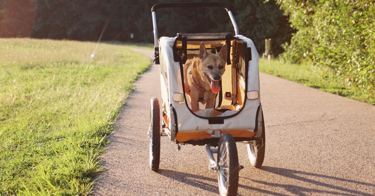 Ferribiella vs hunter équipements de sécurité pour chien en promenade