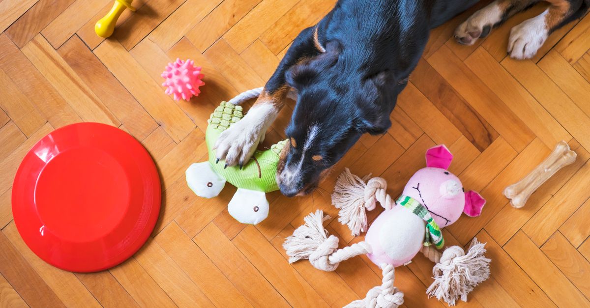 découvrez les jouets pour chiens incontournables de 2026 pour divertir et stimuler votre compagnon à quatre pattes tout au long de l'année.
