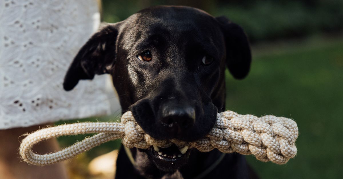 Zoomark vs fressnapf nouveautés 2026 en jouets pour chien à comparer