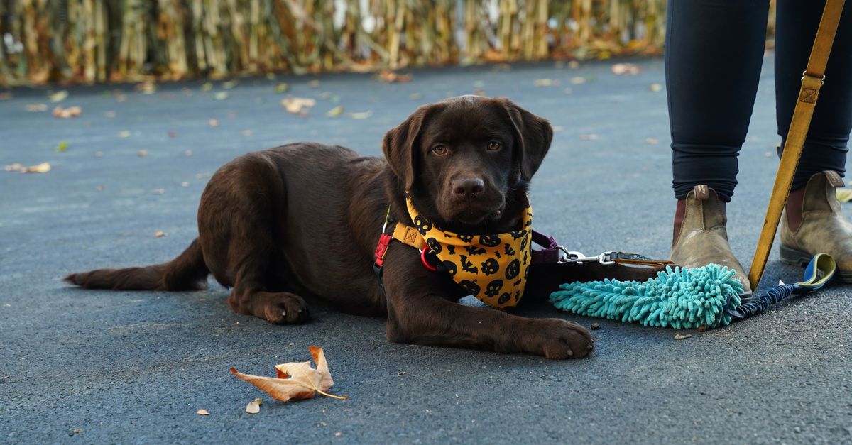 découvrez notre sélection d'accessoires pour l'entraînement des chiens, conçus pour faciliter l'éducation de votre compagnon fidèle avec efficacité et plaisir.