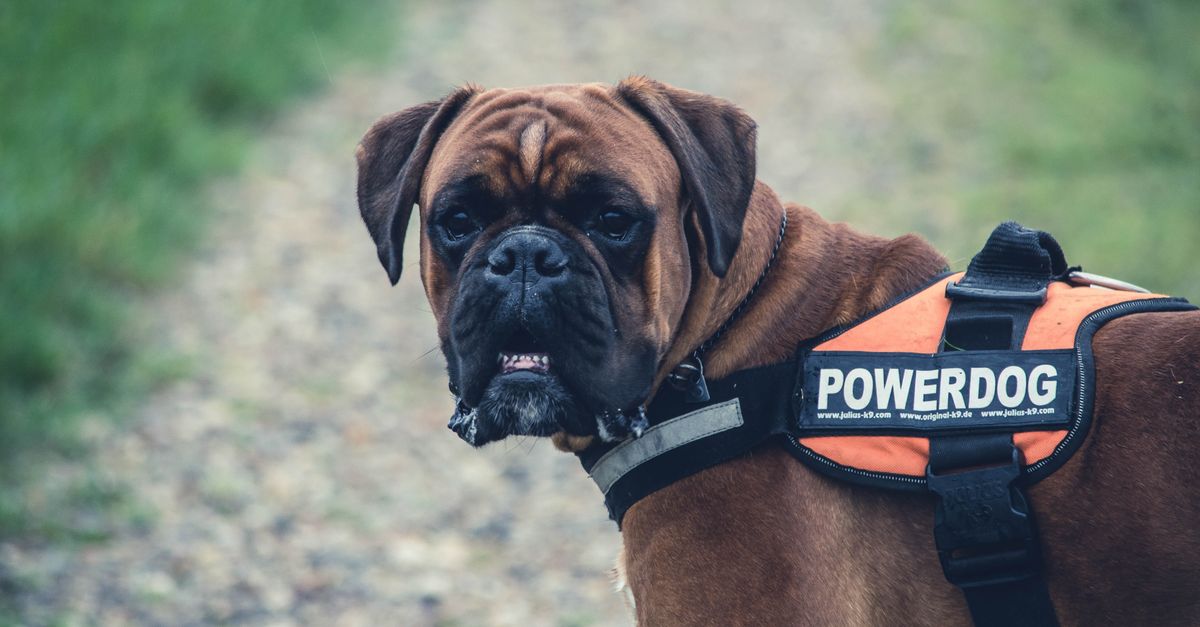 Fressnapf vs zooplus accessoires d&rsquo;éducation canine à petit prix