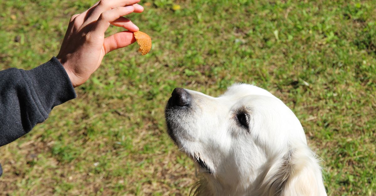 découvrez notre sélection de friandises pour chiens, savoureuses et naturelles, parfaites pour récompenser et prendre soin de votre compagnon à quatre pattes.
