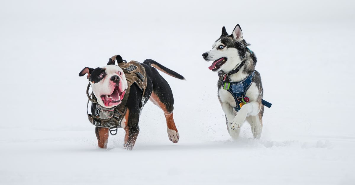 harnais d'hiver pour chien conçu pour offrir confort et protection contre le froid lors des promenades hivernales.