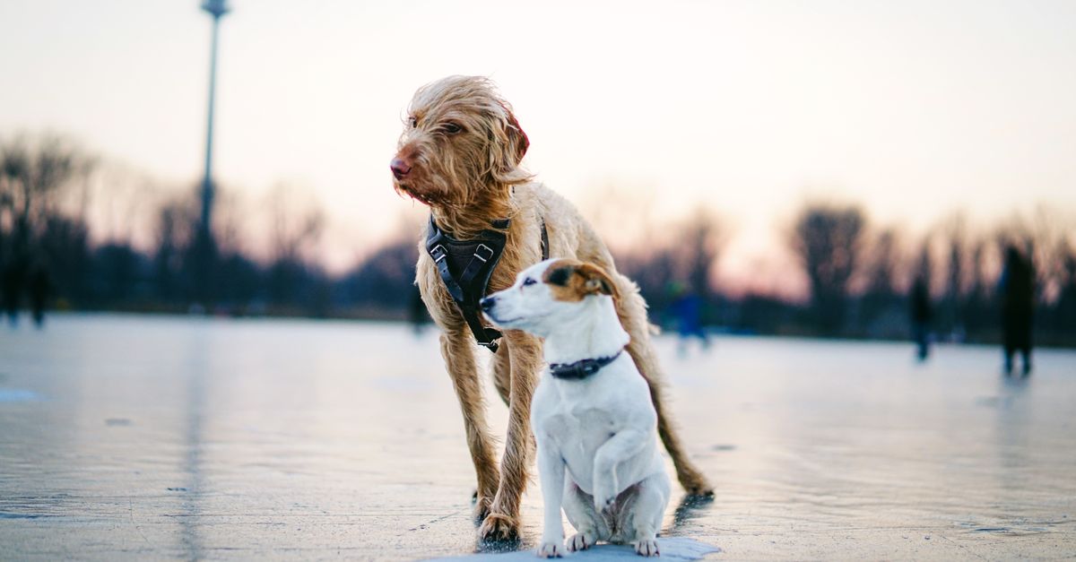 Ruffwear vs hurtta harnais d&rsquo;hiver pour chien résistance et confort