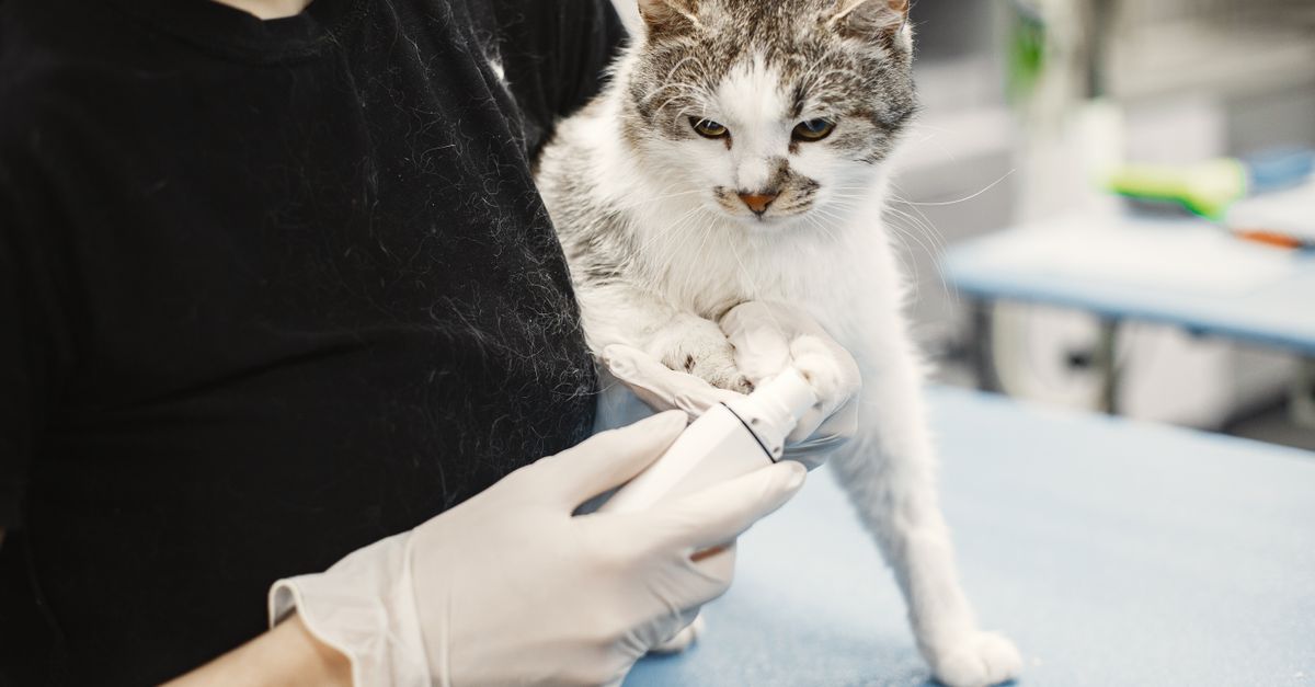 découvrez les meilleurs traitements anti-puces pour protéger efficacement vos animaux et votre maison contre les infestations.