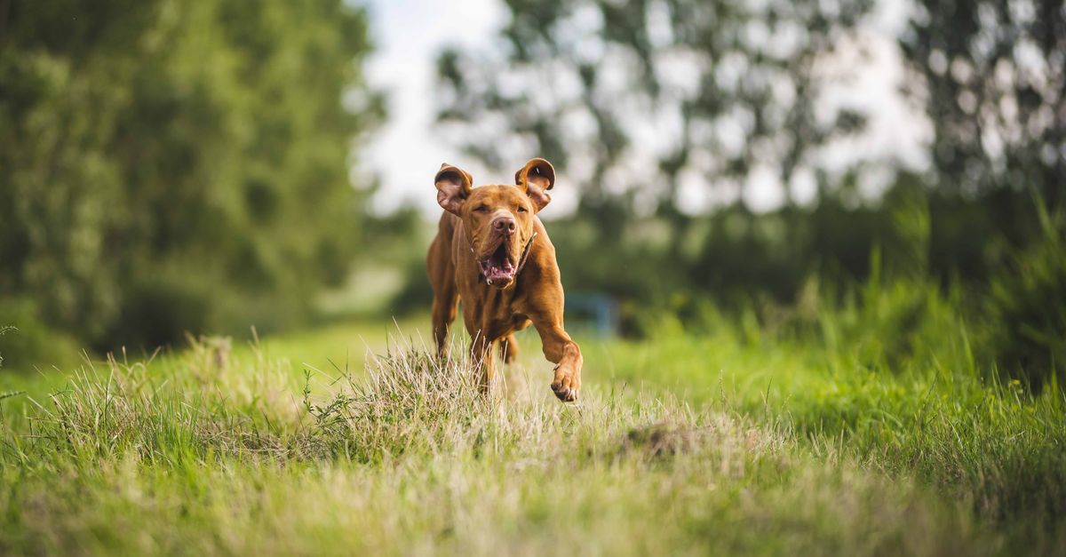 comparaison des aliments pour chiens sans céréales : découvrez les meilleures options pour une alimentation saine et adaptée à votre animal.